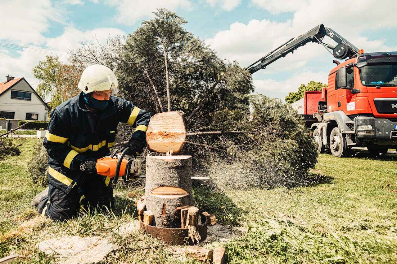 Large Tree Removal in Mountain Park, GA